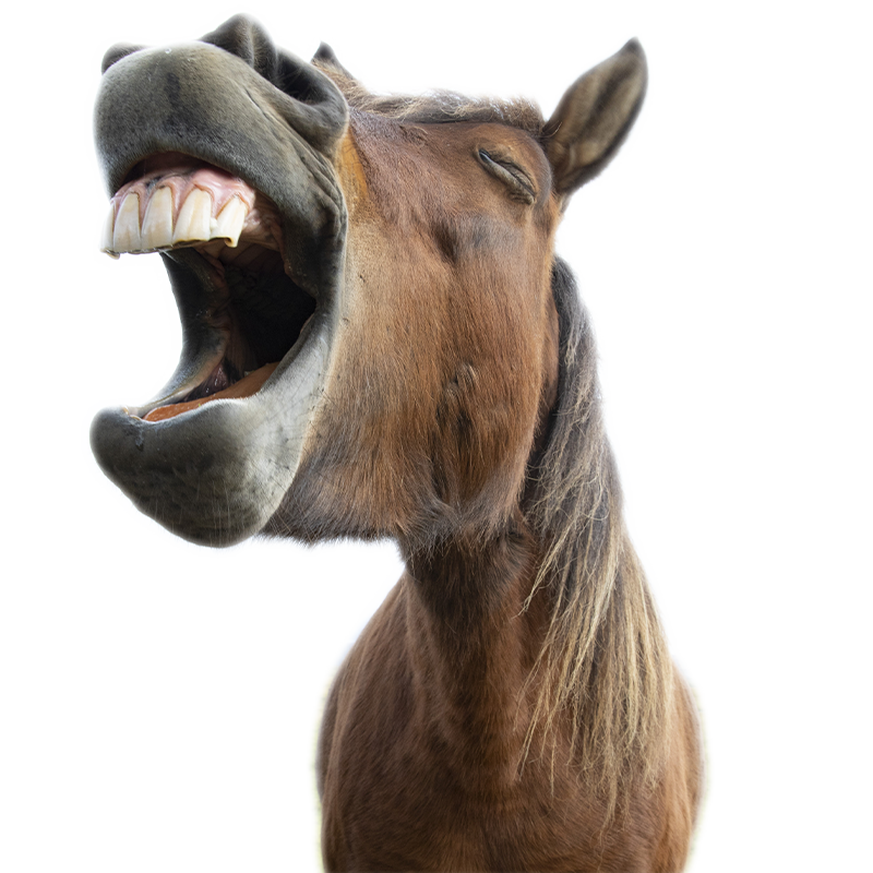 horse